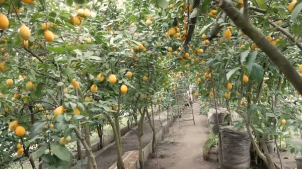 Limonlu bir seradaki ağaçta olgun sulu limonlar hasat et. Bahçede olgunlaşmış meyveler — Stok video