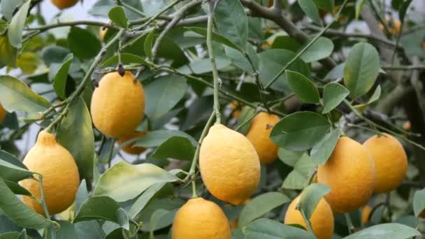 Много спелых лимонов. Сбор спелых сочных лимонов на дереве в теплице лимонарии. Созревание фруктов в саду — стоковое видео