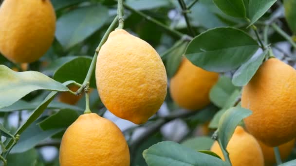 レモンの木に熟したレモンがたくさんあります。レモネリア温室内の木に熟したジューシーなレモンを収穫します。庭で果実を熟す — ストック動画