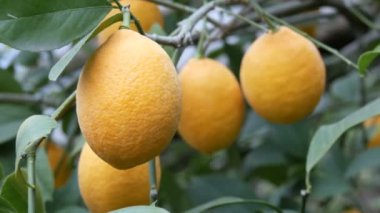 Bahçede olgunlaşmış meyveler. Yakın görüş. Olgun sulu limonları limonlu bir seradaki ağaçtan hasat et.
