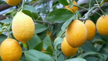 Limon ağacında büyük miktarda olgun limon. Limonlu bir seradaki ağaçta olgun sulu limonlar hasat et. Bahçede olgunlaşmış meyveler