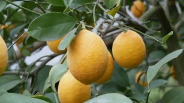 Bir sürü olgun limon. Limonlu bir seradaki ağaçta olgun sulu limonlar hasat et. Bahçede olgunlaşmış meyveler