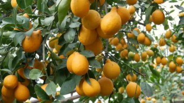 Limonlu bir seradaki ağaçta olgun sulu limonlar hasat et. Bahçede olgunlaşmış meyveler