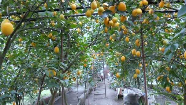 Коридор из множества спелых лимонов. Сбор спелых сочных лимонов на дереве в теплице лимонарии. Созревание фруктов в саду — стоковое видео