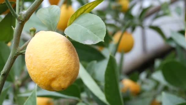 Закрыть вид на спелый лимон на ветке лимона. Сбор спелых сочных лимонов на дереве в теплице лимонарии. Созревание фруктов в саду — стоковое видео