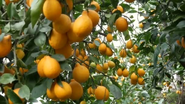 Récoltez des citrons juteux mûrs sur un arbre dans une serre de citronnelle. Fruits mûrs dans le jardin — Video