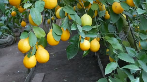 Récoltez des citrons juteux mûrs sur un arbre dans une serre de citronnelle. Fruits mûrs dans le jardin — Video