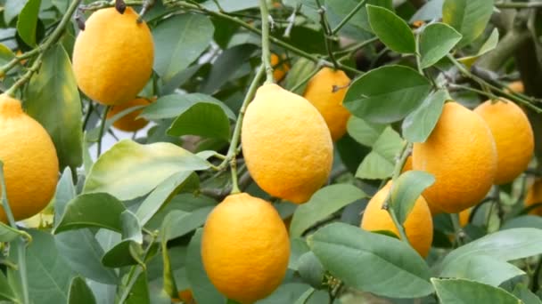 Большое количество спелых лимонов на лимонном дереве. Сбор спелых сочных лимонов на дереве в теплице лимонарии. Созревание фруктов в саду — стоковое видео