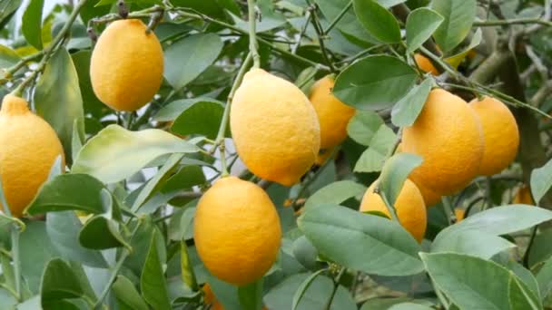 Limon ağacında büyük miktarda olgun limon. Limonlu bir seradaki ağaçta olgun sulu limonlar hasat et. Bahçede olgunlaşmış meyveler — Stok video