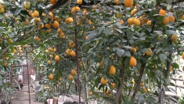 Lots of ripe lemons. Harvest ripe juicy lemons on a tree in a lemonaria greenhouse. Ripening fruit in the garden — Stock Video