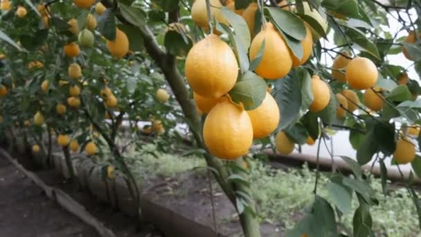 Много спелых лимонов. Сбор спелых сочных лимонов на дереве в теплице лимонарии. Созревание фруктов в саду — стоковое видео