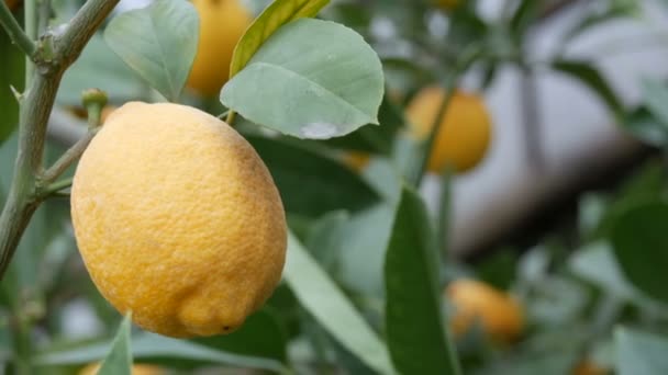 Harvest ripe juicy lemons on a tree in a lemonaria greenhouse. Ripening fruit in the garden close up view — Stock Video