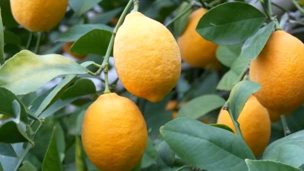 Velké množství zralých citronů na citronu. Sklizeň zralých šťavnatých citronů na stromě ve skleníku s limonádou. Zrání ovoce v zahradě — Stock video