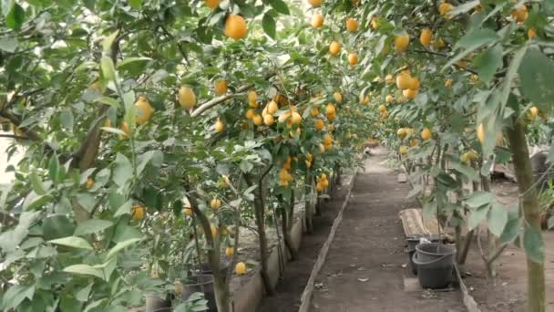 Коридор из множества спелых лимонов. Сбор спелых сочных лимонов на дереве в теплице лимонарии. Созревание фруктов в саду — стоковое видео