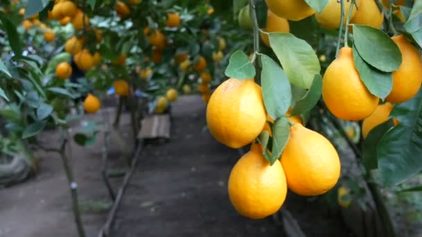 Bir sürü olgun limon. Limonlu bir seradaki ağaçta olgun sulu limonlar hasat et. Bahçede olgunlaşmış meyveler — Stok video