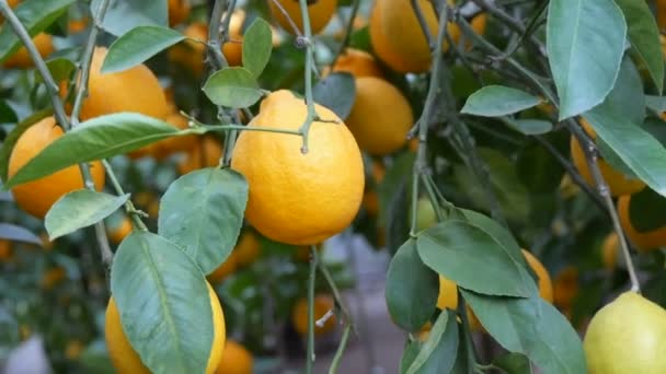 Сбор спелых сочных лимонов на дереве в теплице лимонарии. Созревание фруктов в саду — стоковое видео