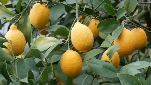 Зреющие плоды в саду крупным планом. Сбор спелых сочных лимонов на дереве в теплице лимонарии — стоковое видео