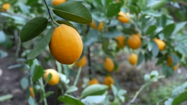 Érett, lédús citromot szüretelnek egy fán egy limonáriás üvegházban. Gyümölcs érlelése a kertben — Stock videók