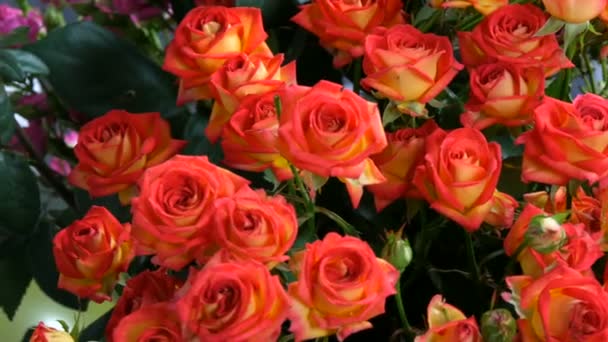 Beautiful bouquet of orange-red rose buds. Roses in a vase in the room — Stock Video