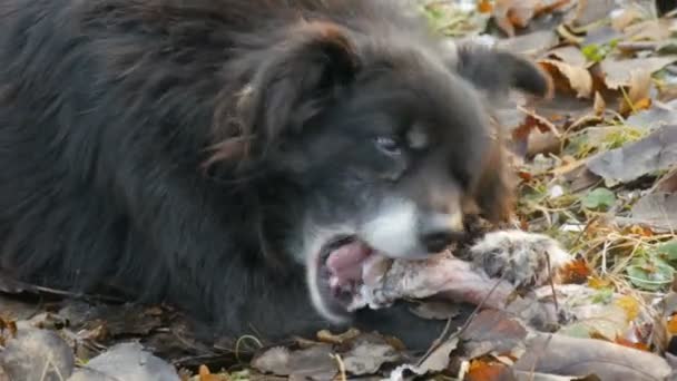 Harige smerige zwarte hond bijt en eet een groot bot terwijl het houden van zijn poot op de sneeuw in het park close-up uitzicht — Stockvideo