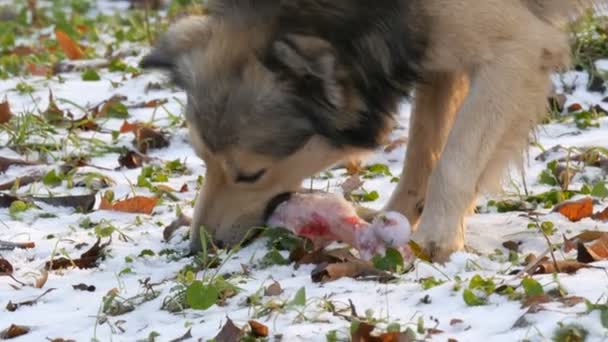 Mooie grote witte hond bijt en eet een enorm bot op de sneeuw in het park — Stockvideo