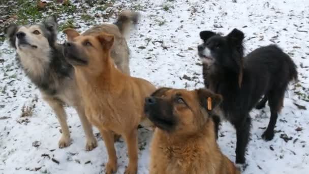 Eine Herde verschiedener obdachloser hungriger Hunde auf der Straße im Park im Winter im Schnee — Stockvideo