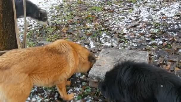 Des chiens errants sans abri lèchent les restes de la soupe de la pierre dans le parc — Video