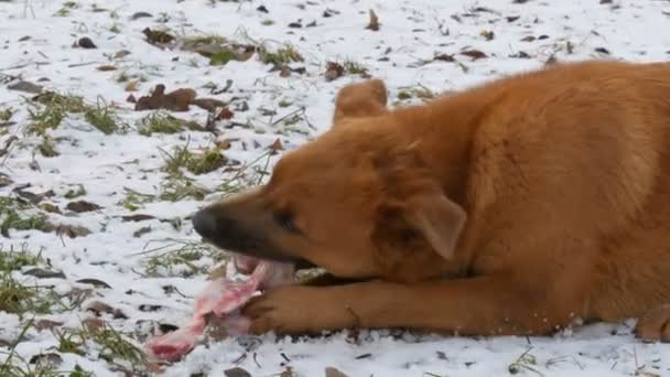 Un gran perro sucio sin hogar de pelo rojo roe y se come un hueso enorme mientras sostiene una pata en la nieve en el parque — Vídeo de stock