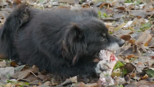 在公园的雪地上，毛茸茸的、恶心的黑狗一边咬一边吃着一大块骨头，一边把爪子放在雪地上 — 图库视频影像