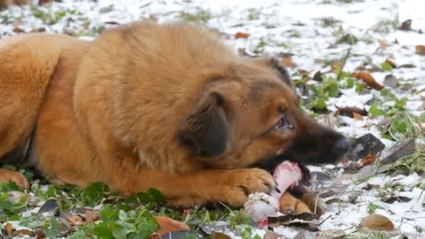 Duży rudowłosy brudny pies z bolącym okiem gryzie i zjada ogromną kość trzymając łapę na śniegu w parku — Wideo stockowe
