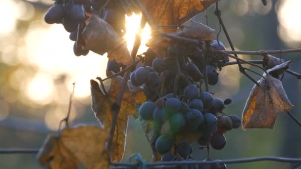 Cambadas de uvas azuis maduras derramadas no outono, colheita de outono na fazenda. Ramos secos e folhas de vinha através dos raios de sol — Vídeo de Stock