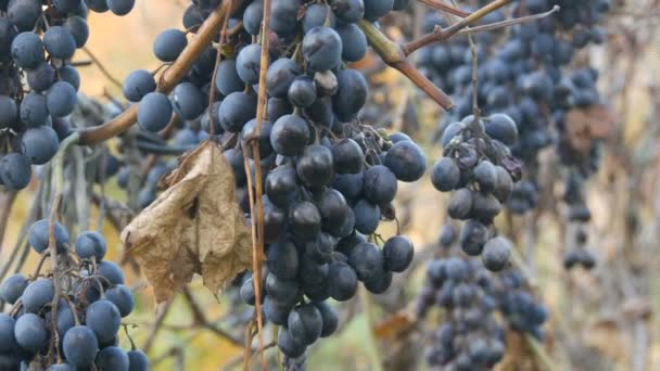 Hromádky zralých modrých hroznů na podzim, podzimní sklizeň na farmě. Suché větve a listí vinice — Stock video