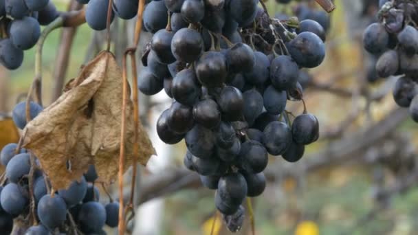 Manojos de uvas azules maduras vertidas en otoño, cosecha de otoño en la granja. Ramas secas y hojas viñedo vista de cerca — Vídeos de Stock