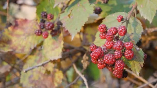 花园近景中的未成熟红黑莓绿色灌木丛 — 图库视频影像