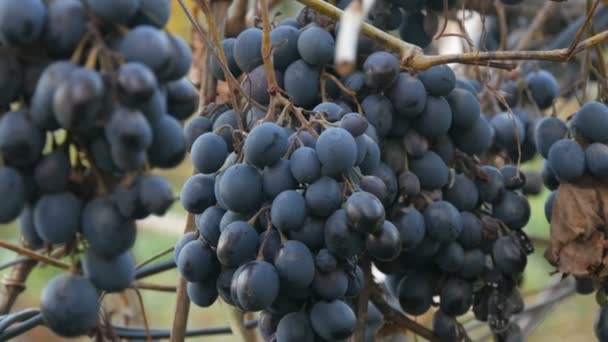 Hromádky zralých modrých hroznů na podzim, podzimní sklizeň na farmě. Suché větve a listí vinice zavřít pohled — Stock video