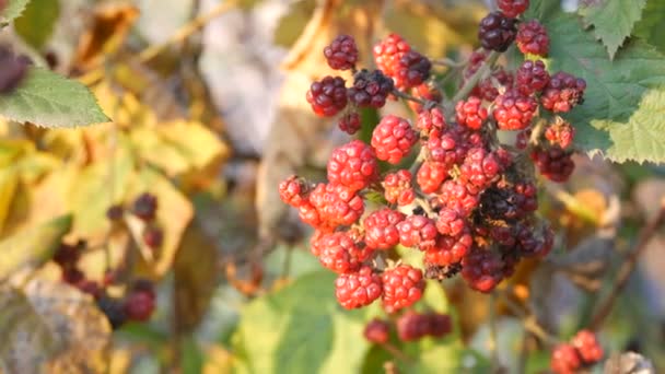 Grüner Strauch unreifer roter Brombeeren im Garten Nahaufnahme — Stockvideo