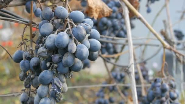 Hromádky zralých modrých hroznů na podzim, podzimní sklizeň na farmě. Suché větve a listí vinice zavřít pohled — Stock video