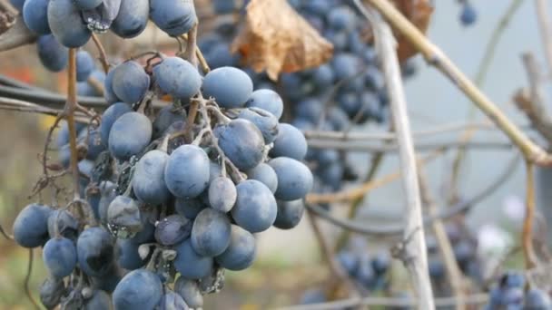 Hromádky zralých modrých hroznů na podzim, podzimní sklizeň na farmě. Suché větve a listí vinice zavřít pohled — Stock video