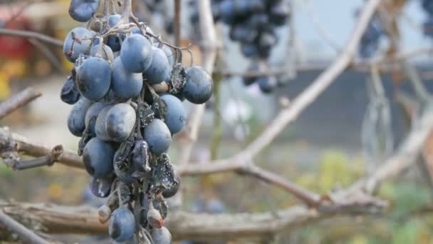 Cambadas de uvas azuis maduras derramadas no outono, colheita de outono na fazenda. Ramos secos e folhas de vinha vista de perto — Vídeo de Stock