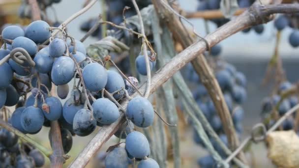 Hällar av mogna blå druvor på hösten, höstskörd på gården. Torra grenar och blad vingård närbild — Stockvideo