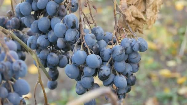 Cambadas de uvas azuis maduras derramadas no outono, colheita de outono na fazenda. Ramos secos e folhas de vinha vista de perto — Vídeo de Stock