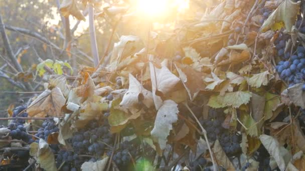 Trossen gegoten rijpe blauwe druiven in de herfst, herfstoogst op de boerderij. Droge takken en bladeren wijngaard door de zonnestralen — Stockvideo