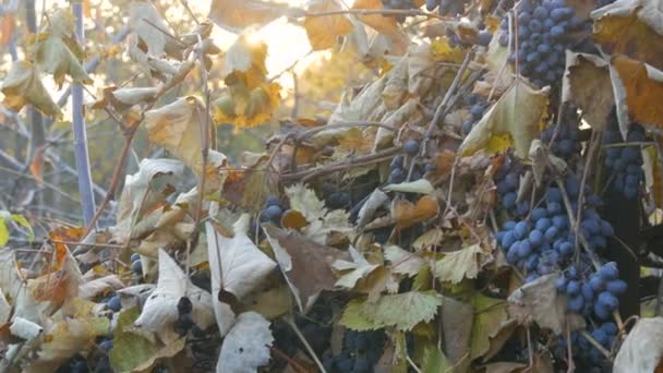 Des grappes de raisins bleus mûrs coulés à l'automne, la récolte d'automne à la ferme. Branches sèches et feuilles de vigne à travers les rayons du soleil — Video
