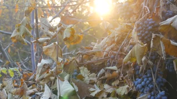 Σακούλες από ώριμα μπλε σταφύλια το φθινόπωρο, φθινοπωρινή συγκομιδή στο αγρόκτημα. Ξηρά κλαδιά και φύλλα αμπελώνα μέσα από τις ακτίνες του ήλιου — Αρχείο Βίντεο