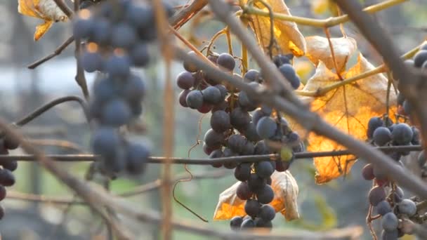 Hällar av mogna blå druvor på hösten, höstskörd på gården. Torra grenar och blad vingård genom solen strålar — Stockvideo