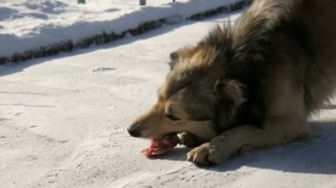 Aç, güzel, evsiz bir köpek kışın karda kemik yiyor.