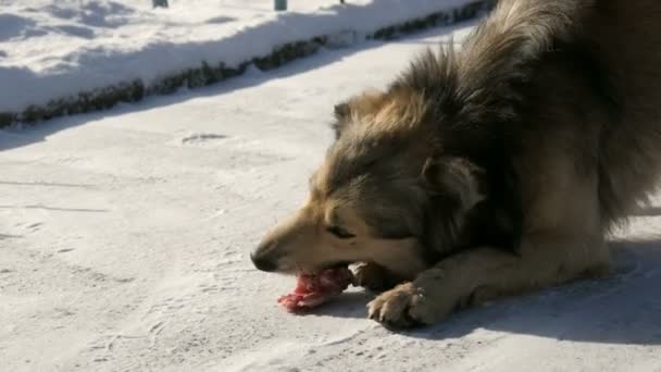 Hambriento hermoso perro sin hogar comiendo un hueso en la nieve en invierno — Vídeos de Stock