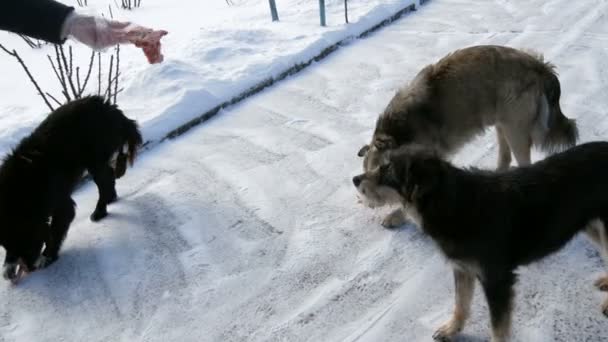 Eine Herde hungriger Hunde wartet im Winter auf der Straße auf Futter von einem freiwilligen Helfer — Stockvideo