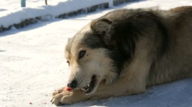 Aç, güzel, evsiz, gri köpek kışın karda kemik yiyor. Köpek ağızlığı görüntüyü kapat