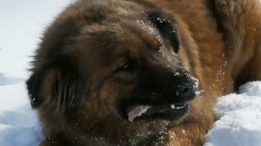 Kulağında sterilizasyon etiketi olan aç, güzel, evsiz, kızıl bir köpek kışın karda kemik yer. Köpek ağızlığı yakın görüş açısında. Soğukta yer, ağızdan buhar çıkarır.
